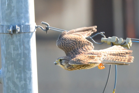 トリミング 2021/10月 SIGMA150-600C+D500 600mm F8 ss1/1000 ISO3600 AF-C 25点