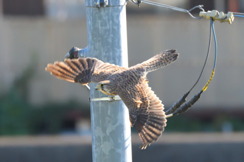 トリミング 2021/10月 SIGMA150-600C+D500 600mm F8 ss1/1000 ISO3600 AF-C 25点