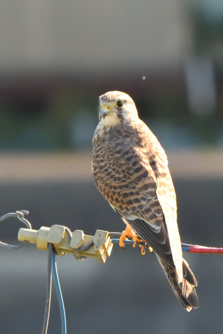 トリミング 2021/10月 SIGMA150-600C+D500 600mm F8 ss1/1250 ISO4000