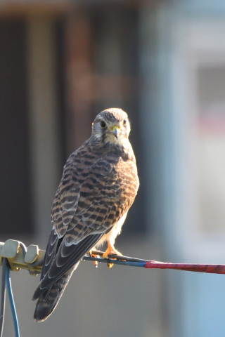 トリミング 2021/10月 SIGMA150-600C+D500 600mm F8 ss1/640 ISO1800