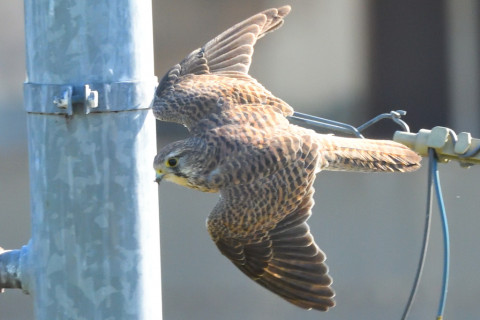 トリミング 2021/10月 SIGMA150-600C+D500 480mm F8 ss1/1250 ISO3200 AF-C 25点