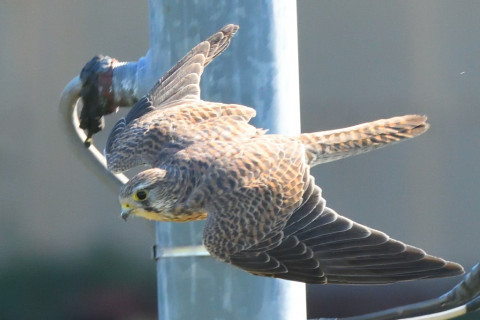 トリミング 2021/10月 SIGMA150-600C+D500 480mm F8 ss1/1250 ISO3200 AF-C 25点