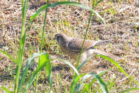 トリミング 2021/10月 SIGMA150-600C+D500 480mm F8 ss1/1250 ISO1400 AF-C 25点