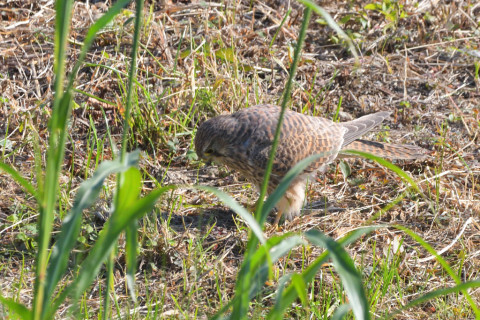 トリミング 2021/10月 SIGMA150-600C+D500 480mm F8 ss1/1250 ISO1100 AF-C 25点