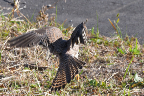 トリミング 2021/10月 SIGMA150-600C+D500 480mm F8 ss1/1250 ISO1100 AF-C 25点
