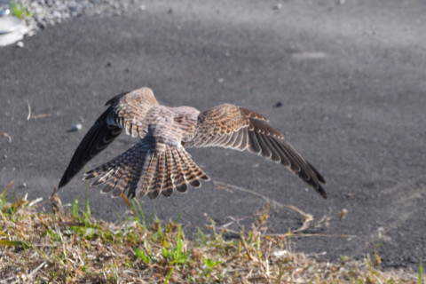 トリミング 2021/10月 SIGMA150-600C+D500 480mm F8 ss1/1250 ISO1000 AF-C 25点