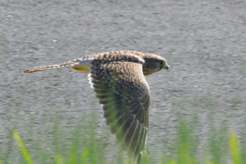 トリミング 2021/10月 SIGMA150-600C+D500 480mm F8 ss1/1250 ISO1250 AF-C 25点