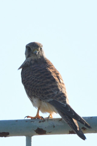 トリミング 2021/10月 SIGMA150-600C+D500 480mm F8 ss1/1250 ISO250 AF-C 25点