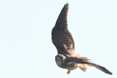 トリミング 2021/10月 SIGMA150-600C+D500 600mm F8 ss1/1250 ISO400 AF-C 25点