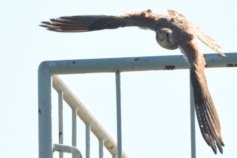 トリミング 2021/10月 SIGMA150-600C+D500 600mm F8 ss1/1250 ISO400 AF-C 25点