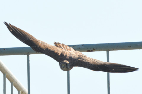 トリミング 2021/10月 SIGMA150-600C+D500 600mm F8 ss1/1250 ISO400 AF-C 25点