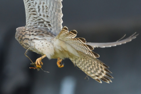 トリミング 2021/10月 SIGMA150-600C+D500 440mm F8 ss1/1250 ISO4000 AF-C 25点