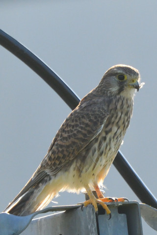 トリミング 2021/10月 SIGMA150-600C+D500 600mm F8 ss1/1250 ISO1600 AF-C 25点