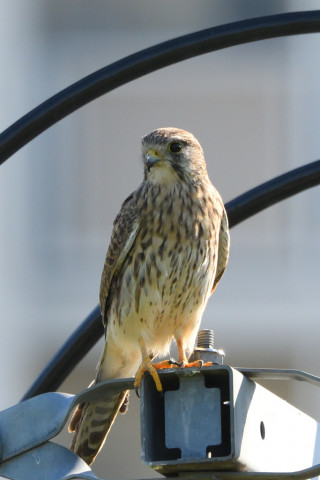 トリミング 2021/10月 SIGMA150-600C+D500 600mm F8 ss1/1250 ISO1600 AF-C 25点