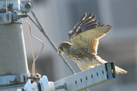 トリミング 2021/10月 SIGMA150-600C+D500 600mm F8 ss1/1250 ISO2000 AF-C 25点