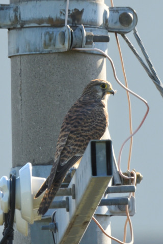 トリミング 2021/10月 SIGMA150-600C+D500 600mm F8 ss1/400 ISO450 AF-C 25点