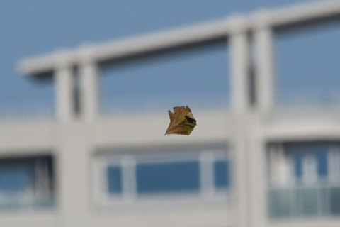 トリミング 2021/10月 SIGMA150-600C+D500 600mm F8 ss1/1250 ISO280 AF-C 25点