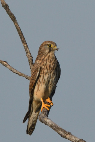 トリミング 2021/10月 SIGMA150-600C+D500 600mm F8 ss1/1250 ISO400 AF-C 25点