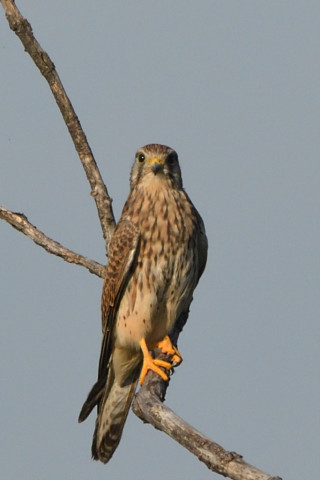 トリミング 2021/10月 SIGMA150-600C+D500 600mm F8 ss1/1250 ISO450 AF-C 25点