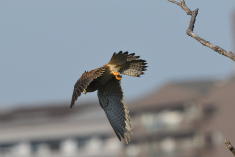 トリミング 2021/10月 SIGMA150-600C+D500 600mm F8 ss1/1600 ISO640 グループエリア