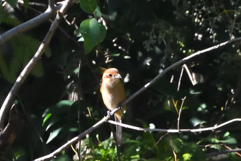 トリミング 2021/11月 SIGMA150-600C+D500 310mm F8 ss1/1250 ISO4000