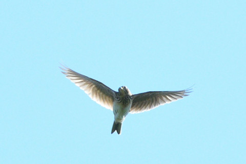 トリミング 2021/11月 SIGMA150-600C+D500 300mm F8 ss1/1250 ISO280 AF-C 25点