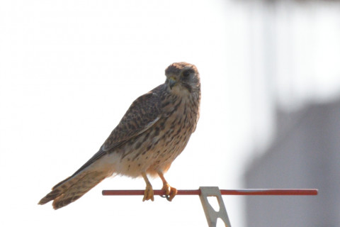 トリミング 2021/11月 SIGMA150-600C+D500 600mm F8 ss1/1250 ISO125