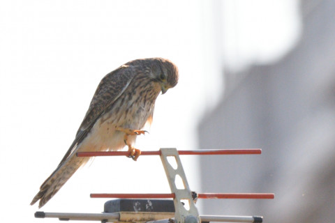 トリミング 2021/11月 SIGMA150-600C+D500 600mm F8 ss1/1250 ISO180 AF-C 25点