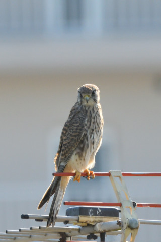 トリミング 2021/11月 SIGMA150-600C+D500 600mm F8 ss1/1250 ISO1800 