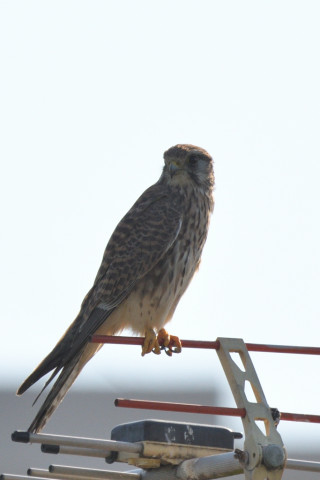 トリミング 2021/11月 SIGMA150-600C+D500 600mm F8 ss1/1250 ISO180 AF-C 25点