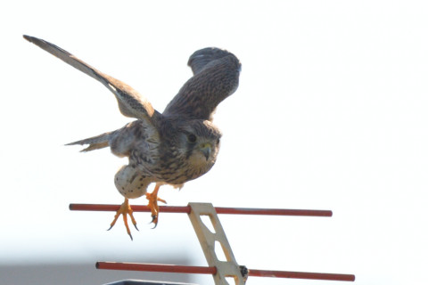 トリミング 2021/11月 SIGMA150-600C+D500 600mm F8 ss1/1250 ISO280 AF-C 25点