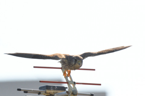 トリミング 2021/11月 SIGMA150-600C+D500 600mm F8 ss1/1250 ISO280 AF-C 25点