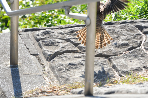 トリミング 2021/11月 SIGMA150-600C+D500 310mm F8 ss1/1250 ISO1600 AF-C 25点