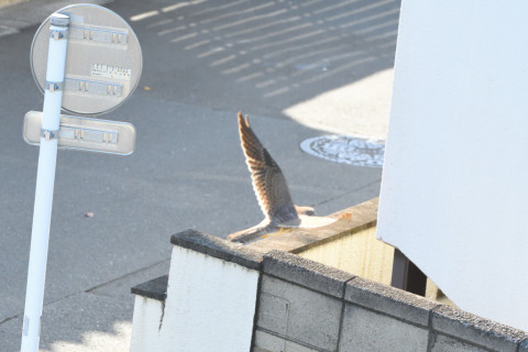 トリミング 2021/11月 SIGMA150-600C+D500 310mm F8 ss1/1250 ISO3600 AF-C 25点