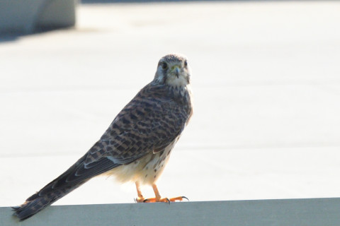 トリミング 2021/11月 SIGMA150-600C+D500 600mm F8 ss1/1250 ISO640 AF-C 25点