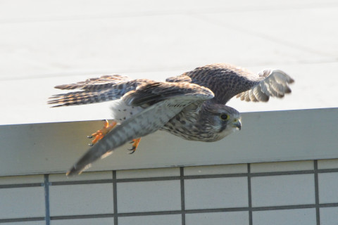 トリミング 2021/11月 SIGMA150-600C+D500 600mm F8 ss1/1250 ISO1600 AF-C 25点