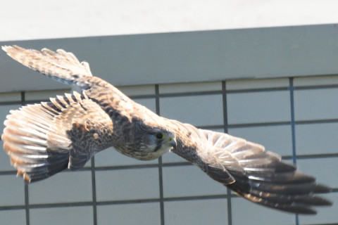 トリミング 2021/11月 SIGMA150-600C+D500 600mm F8 ss1/1250 ISO1600 AF-C 25点