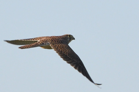 トリミング 2021/11月 SIGMA150-600C+D500 310mm F8 ss1/1250 ISO450 AF-C 25点