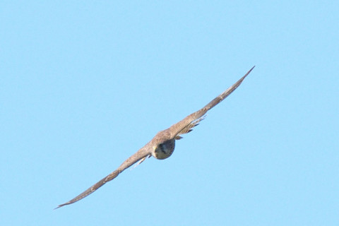 トリミング 2021/11月 SIGMA150-600C+D500 600mm F8 ss1/1250 ISO560 AF-C 25点