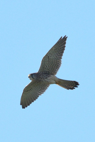 トリミング 2021/11月 SIGMA150-600C+D500 600mm F8 ss1/1250 ISO560 AF-C 25点