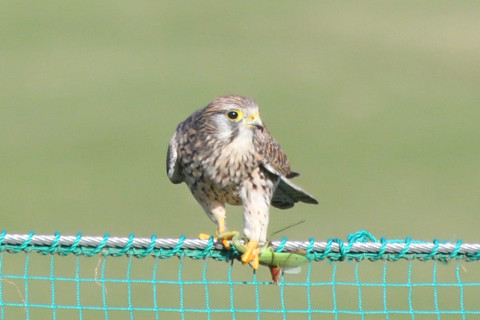 トリミング 2021/11月 SIGMA150-600C+D500 600mm F8 ss1/1250 ISO1000