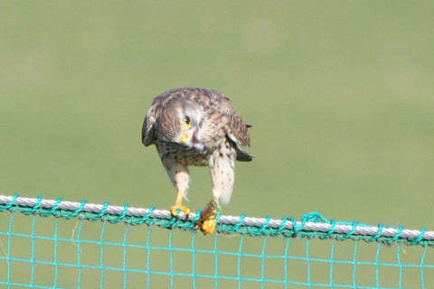 トリミング 2021/11月 SIGMA150-600C+D500 600mm F8 ss1/320 ISO250