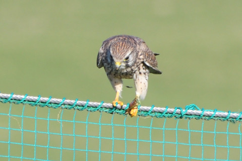 トリミング 2021/11月 SIGMA150-600C+D500 600mm F8 ss1/320 ISO250