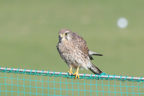 トリミング 2021/11月 SIGMA150-600C+D500 600mm F8 ss1/1250 ISO1100