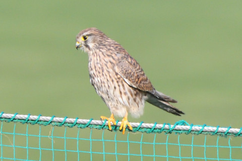 トリミング 2021/11月 SIGMA150-600C+D500 600mm F8 ss1/1250 ISO1600