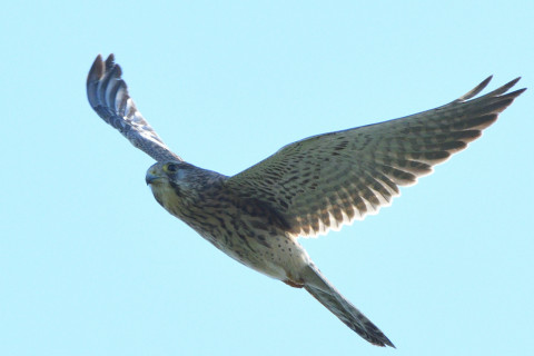 トリミング 2021/11月 SIGMA150-600C+D500 400mm F8 ss1/1250 ISO560 AF-C 25点