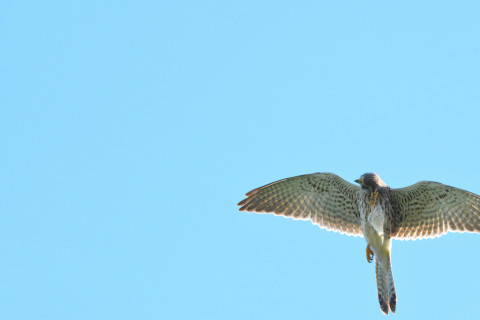 2021/11月 SIGMA150-600C+D500 400mm F8 ss1/1250 ISO2200 AF-C 25点