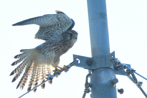 トリミング 2021/11月 SIGMA150-600C+D500 600mm F8 ss1/1250 ISO450 AF-C 25点