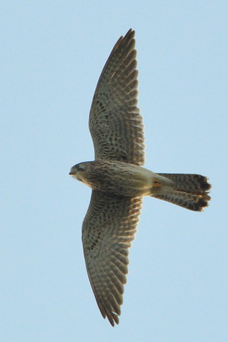 トリミング 2021/11月 SIGMA150-600C+D500 600mm F8 ss1/1250 ISO1100 AF-C 25点