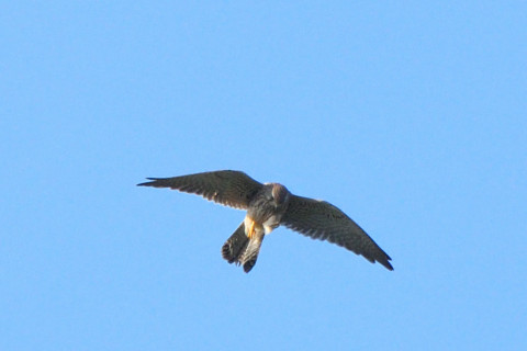 トリミング 2021/11月 SIGMA150-600C+D500 600mm F8 ss1/1250 ISO1000 AF-C 25点